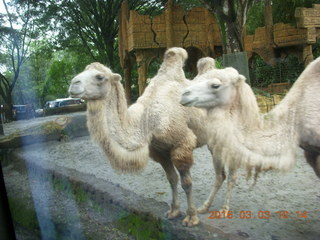 110 993. Indonesia Safari ride - camels