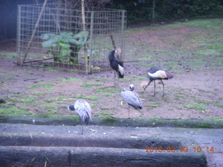 114 993. Indonesia Safari ride - birds