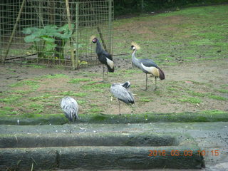 115 993. Indonesia Safari ride - birds