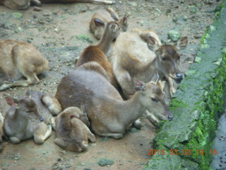 125 993. Indonesia Safari ride - gazelles