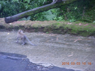 128 993. Indonesia Safari ride - monkey