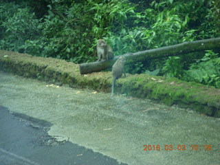 129 993. Indonesia Safari ride- monkey