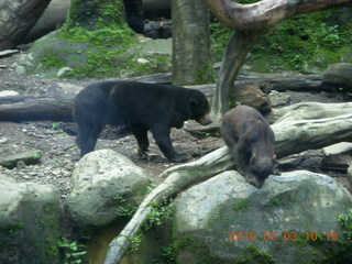 131 993. Indonesia Safari ride - bear