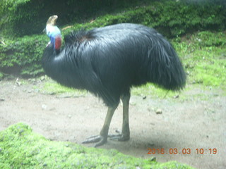 134 993. Indonesia Safari ride - bird