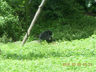 139 993. Indonesia Safari ride bears