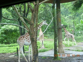 150 993. Indonesia Safari ride - giraffe