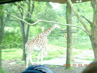 151 993. Indonesia Safari ride - giraffe