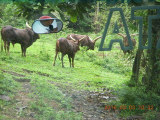 155 993. Indonesia Safari ride - buffalo