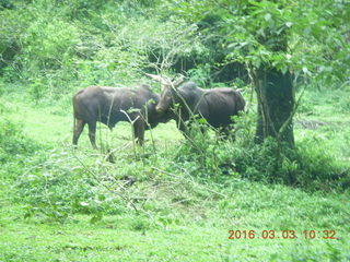 156 993. Indonesia Safari ride - buffalo