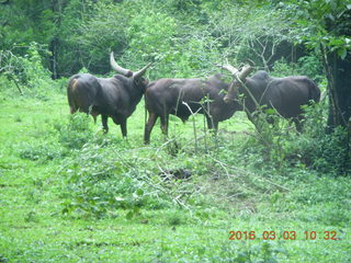 157 993. Indonesia Safari ride - buffalo
