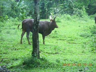 158 993. Indonesia Safari ride - buffalo