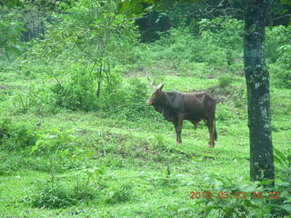 159 993. Indonesia Safari ride - buffalo