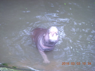 164 993. Indonesia Safari ride - hippo
