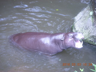 166 993. Indonesia Safari ride - hippo