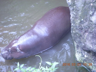168 993. Indonesia Safari ride - hippopotamus