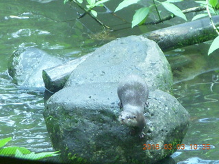 169 993. Indonesia Safari ride - beaver