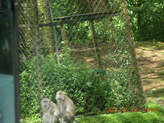 175 993. Indonesia Safari ride - monkeys