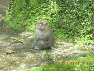 176 993. Indonesia Safari ride - monkeys
