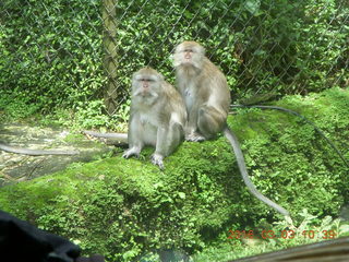177 993. Indonesia Safari ride - monkeys +++