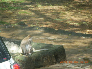 179 993. Indonesia Safari ride - monkey