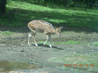 180 993. Indonesia Safari ride - spotted deer