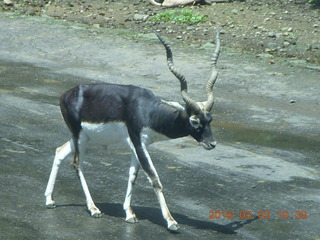 181 993. Indonesia Safari ride - helix-horn antelope