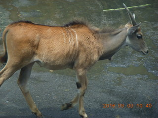 183 993. Indonesia Safari ride - antelope