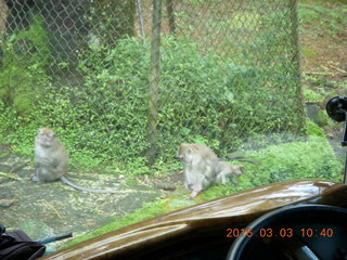 184 993. Indonesia Safari ride - monkeys