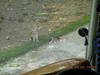 187 993. Indonesia Safari ride - monkeys