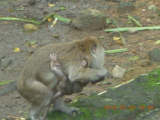 188 993. Indonesia Safari ride - monkeys