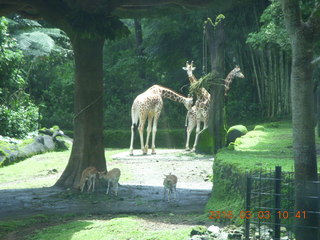 189 993. Indonesia Safari ride - giraffes