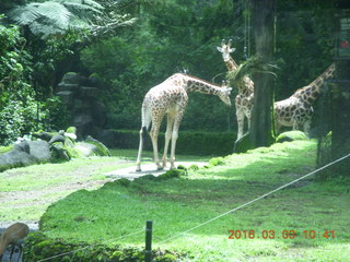 190 993. Indonesia Safari ride - giraffes