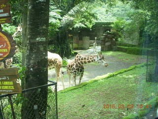 191 993. Indonesia Safari ride - giraffes