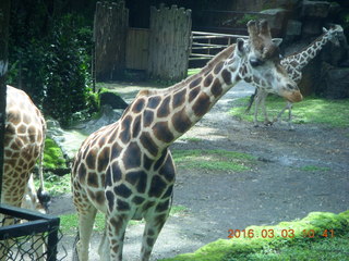 192 993. Indonesia Safari ride - giraffes