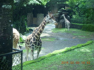 193 993. Indonesia Safari ride - giraffes
