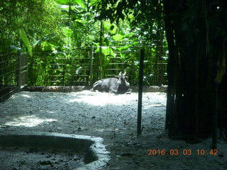 198 993. Indonesia Safari ride - buffalo