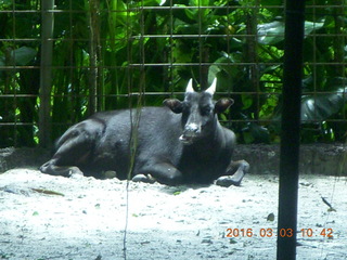 199 993. Indonesia Safari ride- buffalo