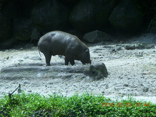 202 993. Indonesia Safari ride - small hippopotamus