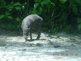 203 993. Indonesia Safari ride - buffalo