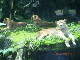 208 993. Indonesia Safari ride - lions