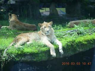209 993. Indonesia Safari ride - lions