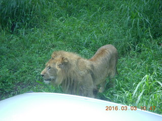 210 993. Indonesia Safari ride - lions