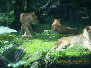211 993. Indonesia Safari ride - lions
