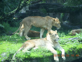 212 993. Indonesia Safari ride - lions