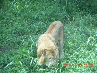 213 993. Indonesia Safari ride - lion
