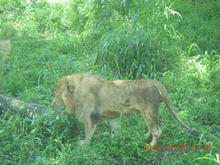 214 993. Indonesia Safari ride - lions