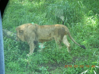 215 993. Indonesia Safari ride - lion