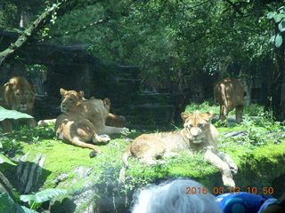 216 993. Indonesia Safari ride - lions