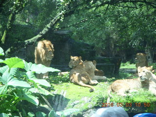 217 993. Indonesia Safari ride - lions