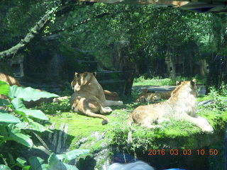 218 993. Indonesia Safari ride - lions